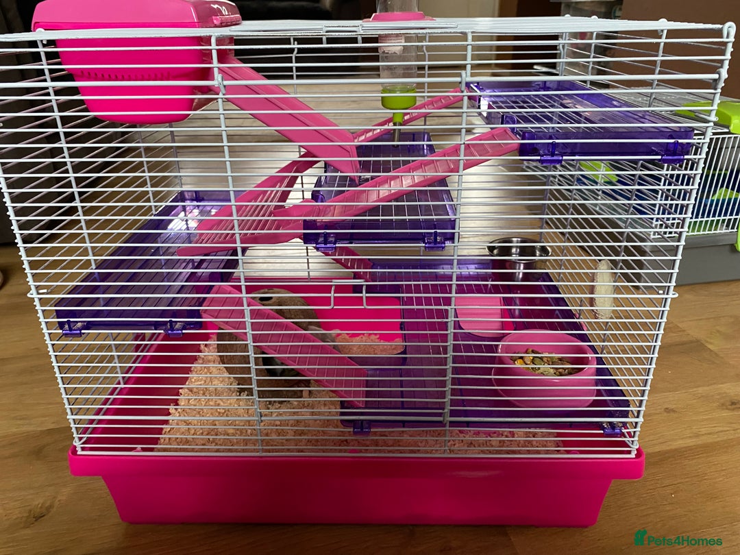 Mouse rodents for sale: 2 sets of 2 mice - Image 6
