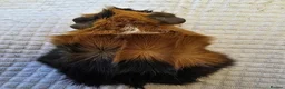 Guinea Pig rodents for sale: Abyssinian & Teddy Guinea Pigs - Advert 13