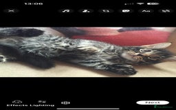 Maine Coon cats for sale: Beautiful Maine coone/bengal - Image 2
