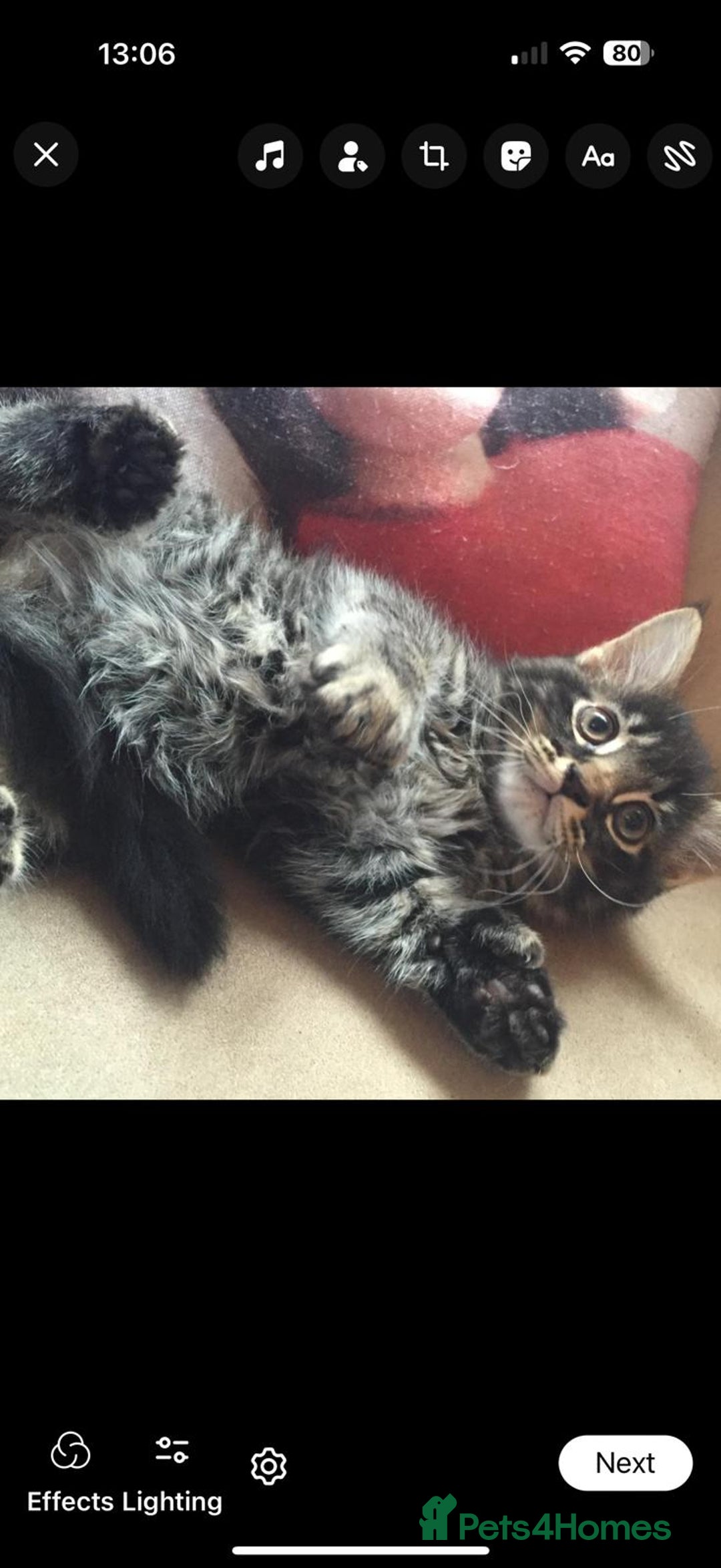Maine Coon cats for sale: Beautiful Maine coone/bengal - Image 2