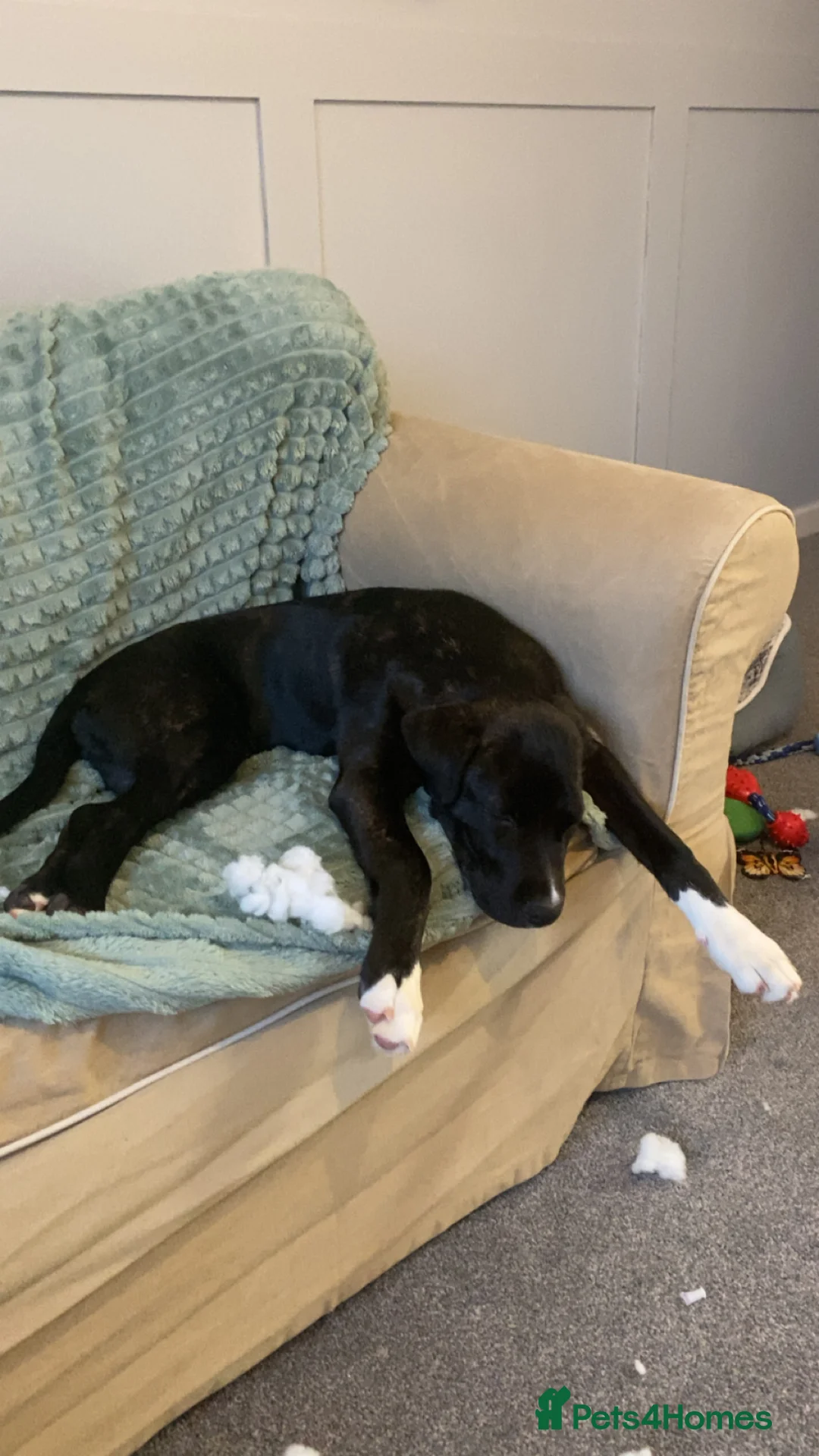 Mixed Breed dogs for sale: Cane corso x lurcher  - Advert 6