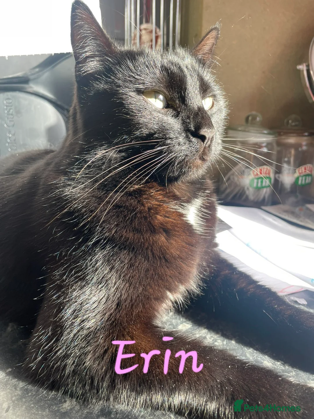 Bombay cats for sale: Beautiful bombay boy binx - Advert 2