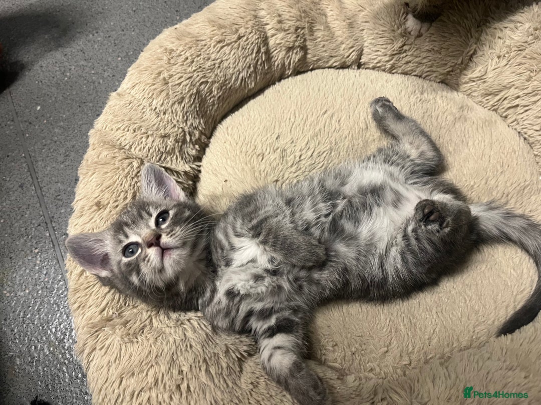 Mixed Breed cats for sale: 🐾 Stunning 9 week old blue eyed Kittens - Advert 12