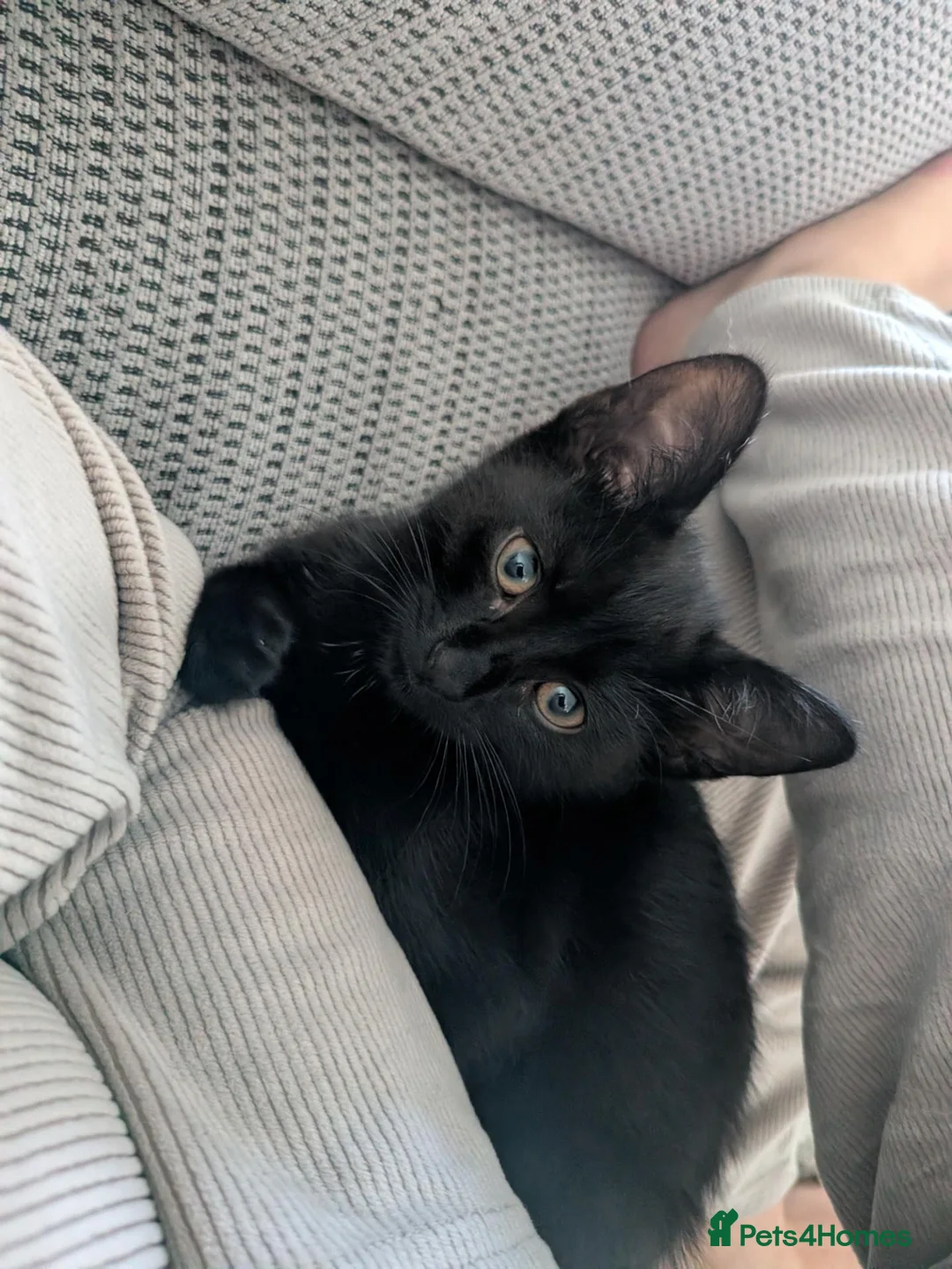 Mixed Breed cats for sale: Kitten  - Advert 1