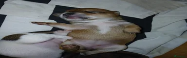 Jack Russell 3