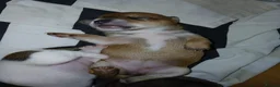 Jack Russell dogs for sale: JACK RUSSELL PUPPIES  in Newport - Advert 5