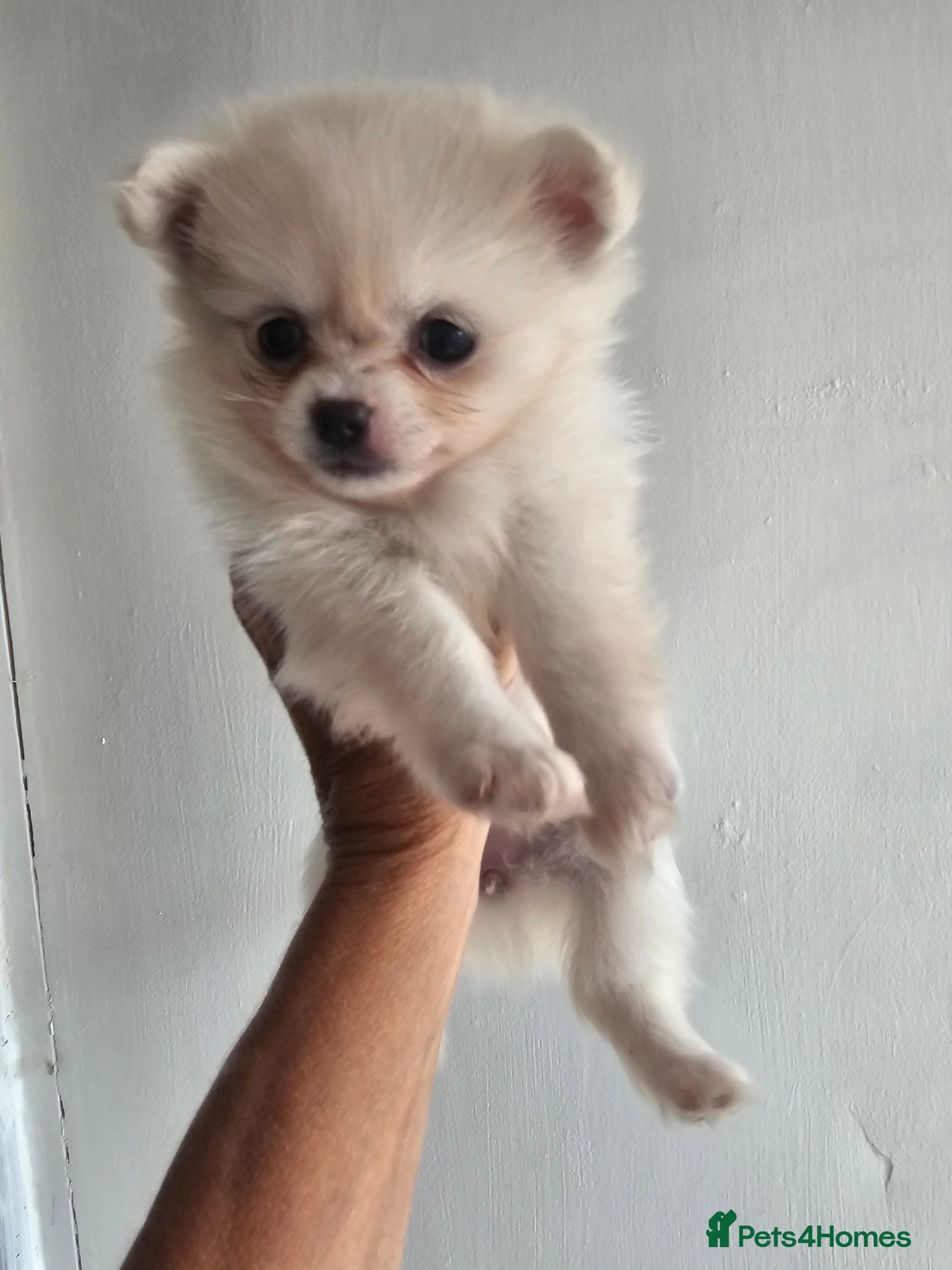 Pomchi Puppy 4