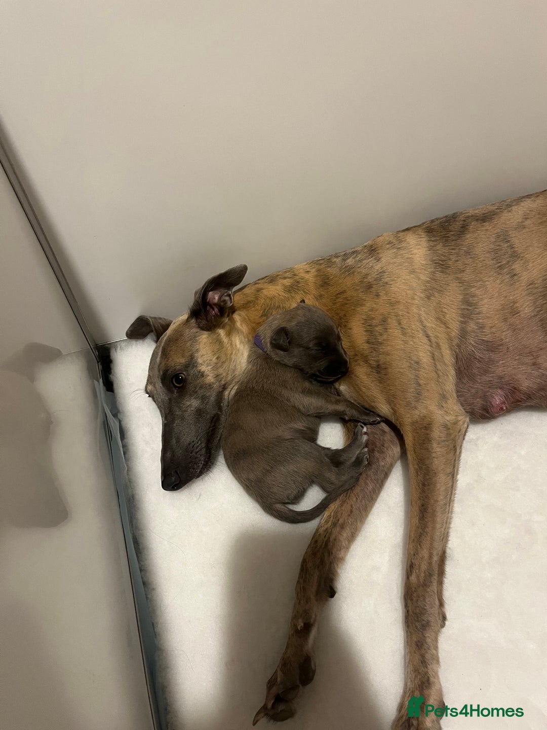 Whippet dogs for sale: Whippet puppies  - Image 16