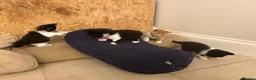 British Shorthair cats for sale: beautiful british shorthair and longhair kittens  - Advert 13