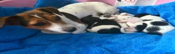 Jack Russell dogs for sale: 3 beautiful Jack Russell girls - Advert 1