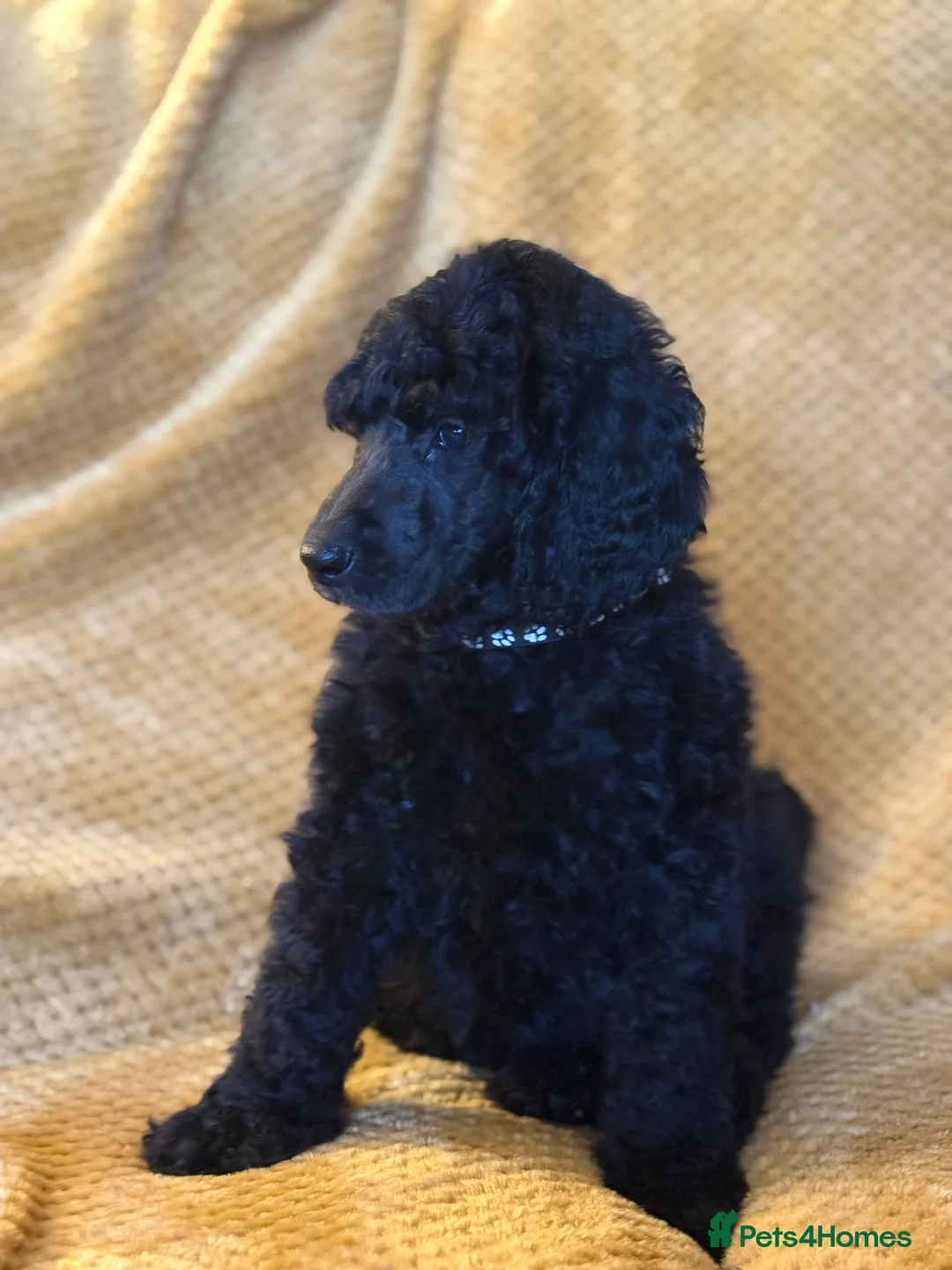Standard Poodle dogs for sale: Silver & blue KC registered Standard Poodle Boys - Advert 5
