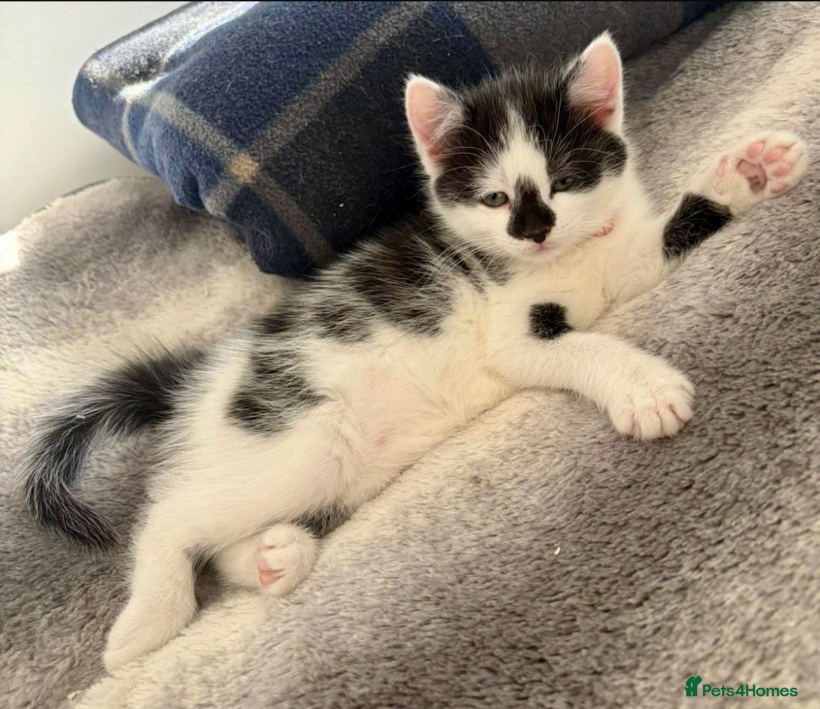 Mixed Breed cats Black and white beautiful kitten after hoems - Advert 1
