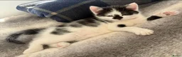 Mixed Breed cats for sale: Two beautiful kittens after hoems - Advert 5