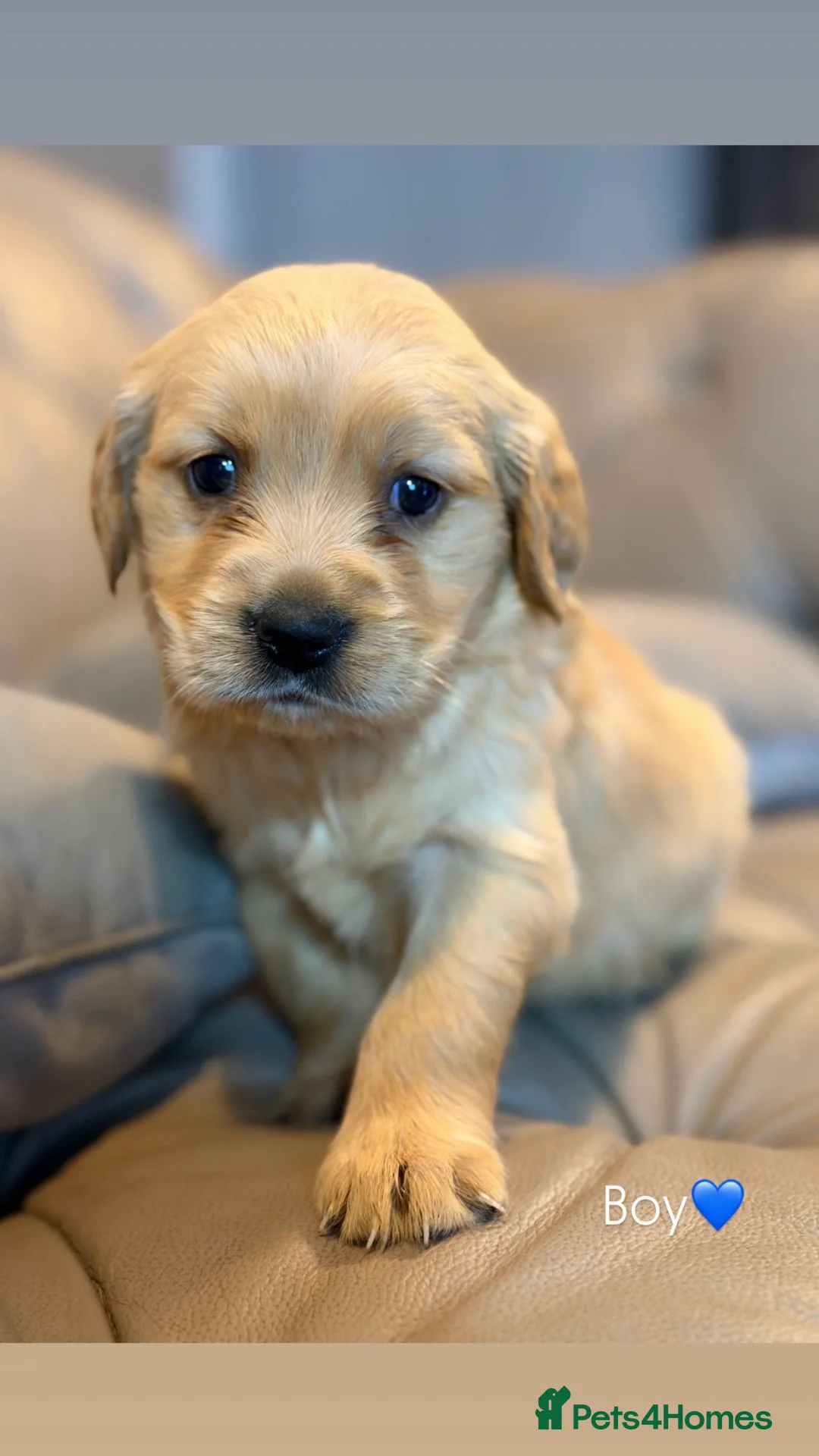 Golden Retriever dogs for sale: 6 GORGEOUS GOLDEN RETRIVER PUPPYS in Middlesbrough - Advert 9