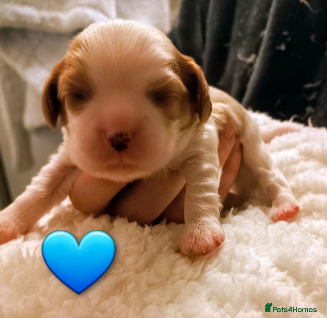 Cavalier King Charles Spaniel dogs for sale: STUNNING CAVALIER KING CHARLES SPANIEL PUPPIES *** - Advert 11