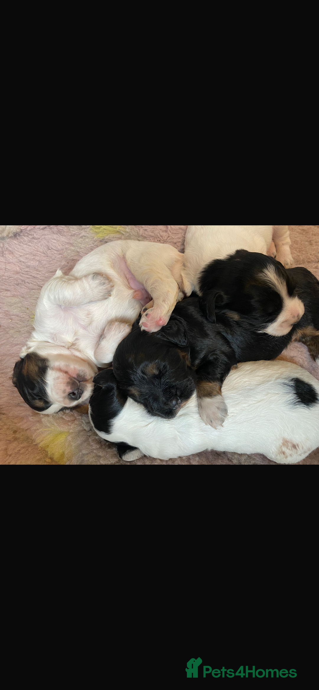 Cocker Spaniel dogs for stud: Standing at STUD Finn  - Advert 4