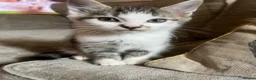 Mixed Breed cats for sale: Kittens ready to go 9 weeks old  in Nuneaton - Advert 6