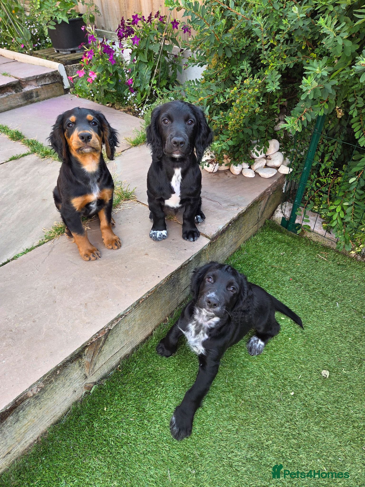 Cocker Spaniel dogs KC Registered Working Cocker Spaniel Boys - Advert 16
