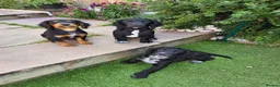 Cocker Spaniel dogs for sale: KC Registered Cocker Spaniel Boys in Stafford - Advert 7