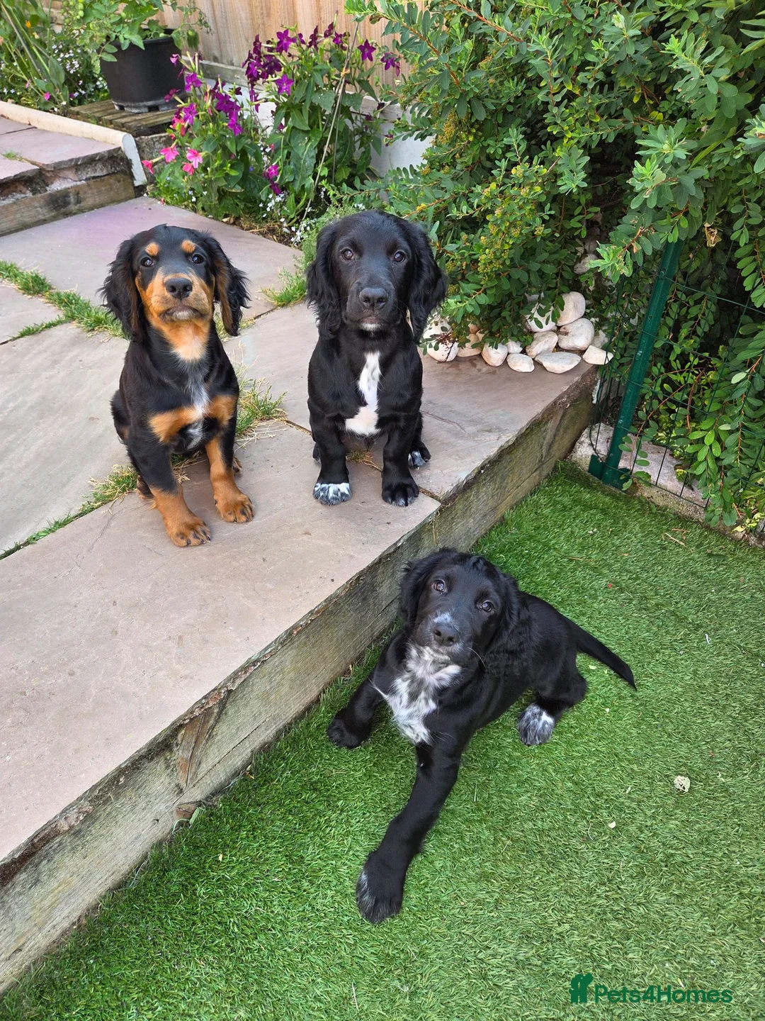 Cocker Spaniel dogs for sale: KC Registered Working Cocker Spaniel Boys - Advert 1