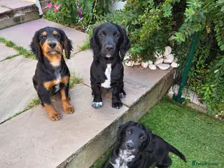 Cocker Spaniel dogs KC Registered Working Cocker Spaniel Boys - Advert 16