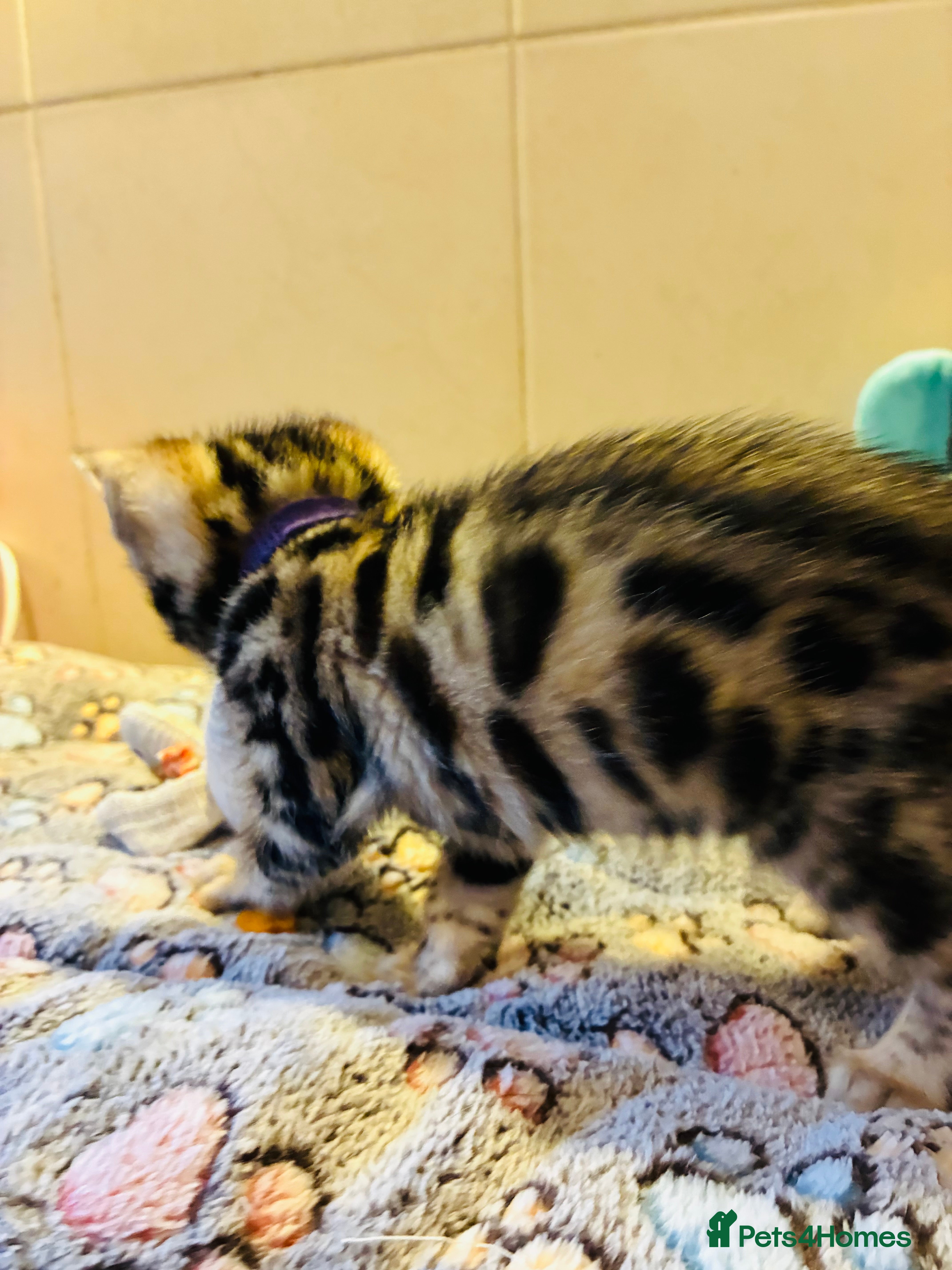 Bengal cats Beautiful Bengal Kittens for sale - Advert 2