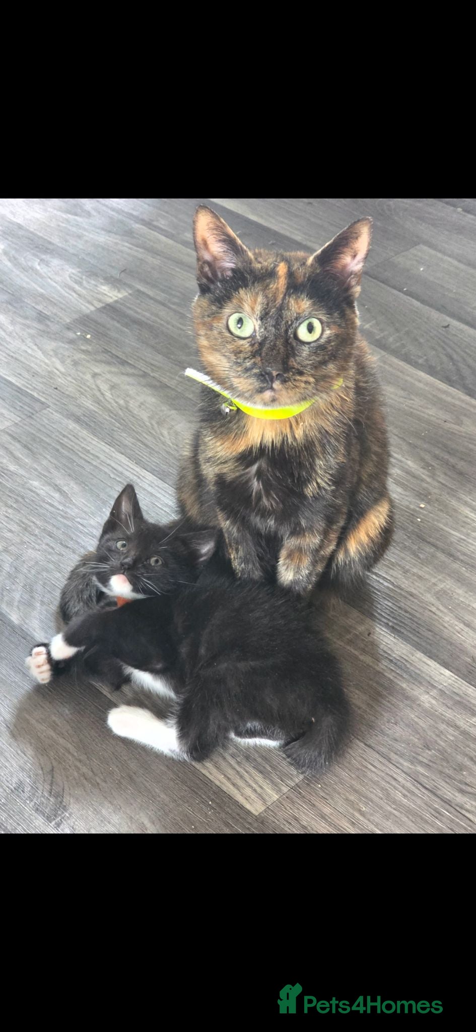 Mixed Breed cats 3 beautiful kittens looking for new 🛋 🤎 - Advert 4