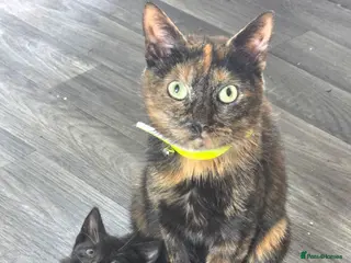 Mixed Breed cats 3 beautiful kittens looking for new 🛋 🤎 - Advert 4