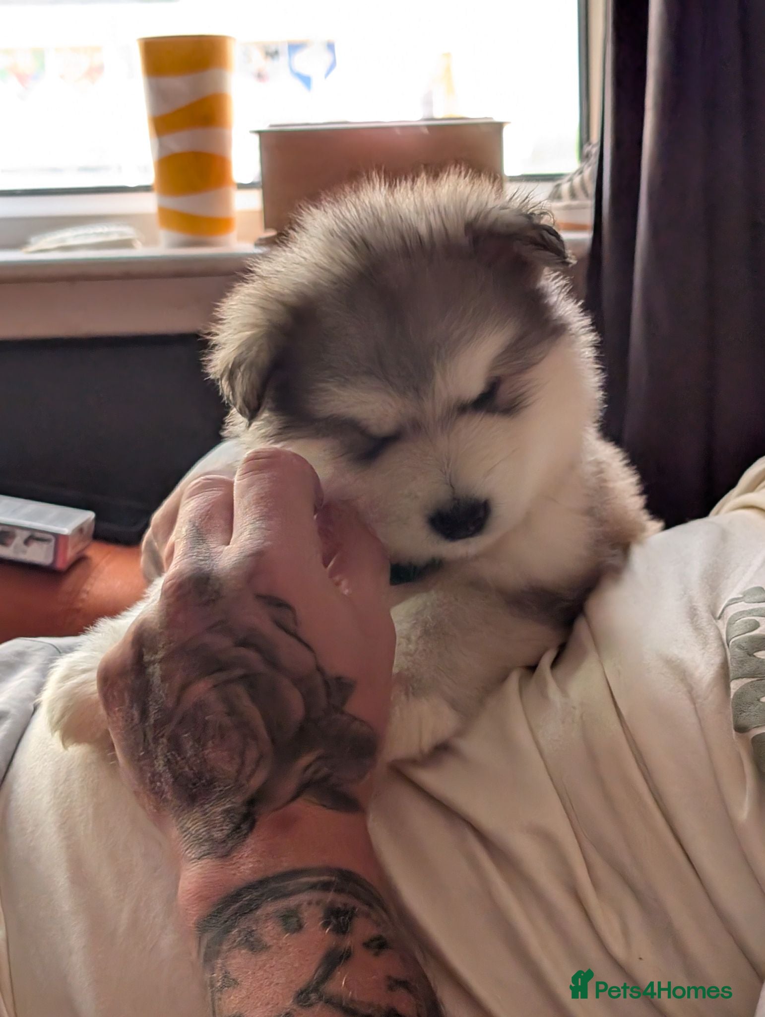 Alaskan Malamute dogs Kc Reg Alaskan Malamute puppies  - Advert 3