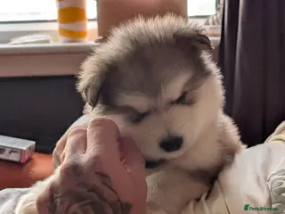 Alaskan Malamute dogs Kc Reg Alaskan Malamute puppies - Advert 3