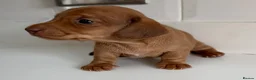 Miniature Dachshund dogs for sale: Beautiful Miniature dachshunds  - Advert 8