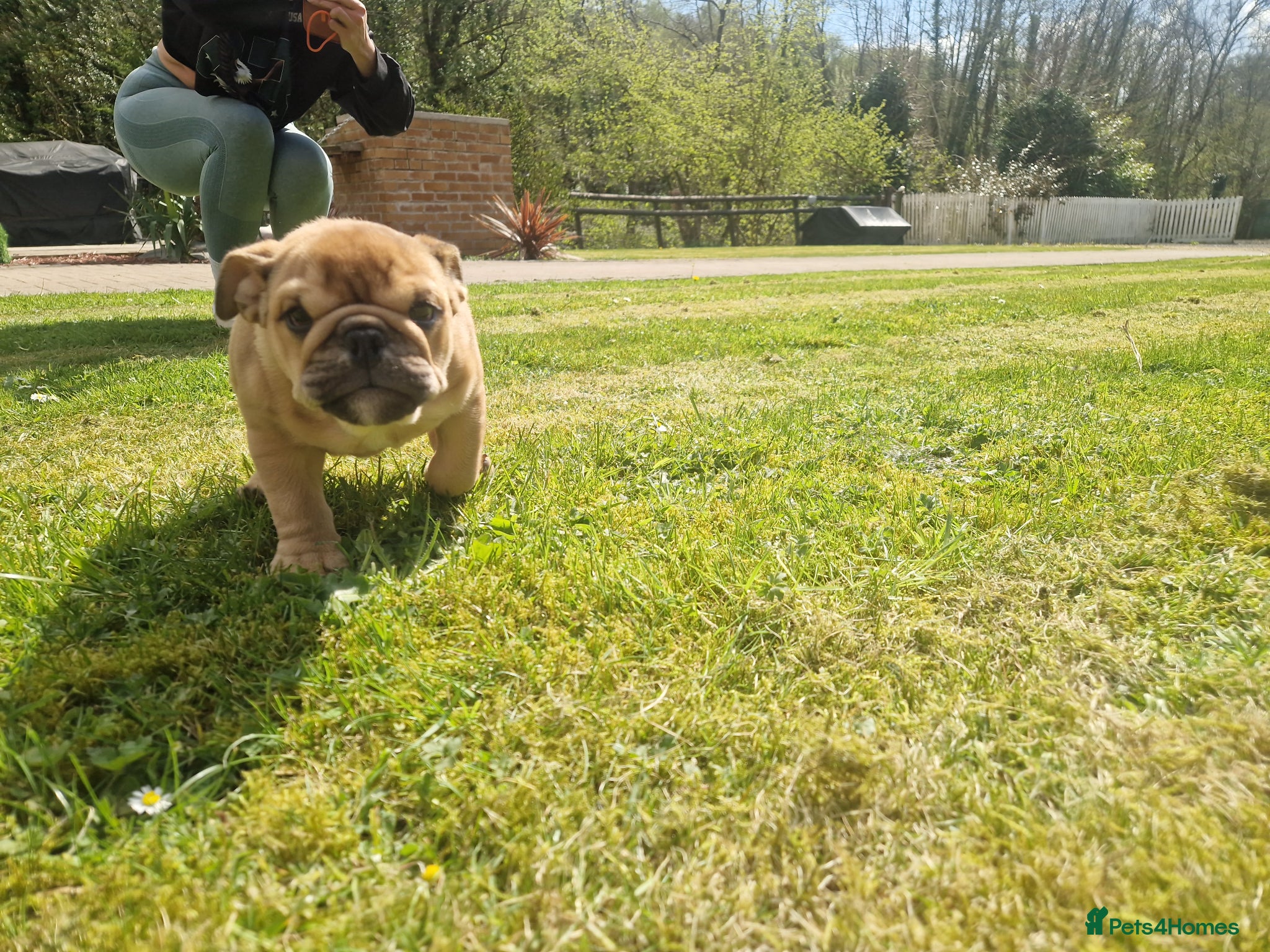 English Bulldog dogs for sale: Beautiful Bull dog puppies  - Advert 5