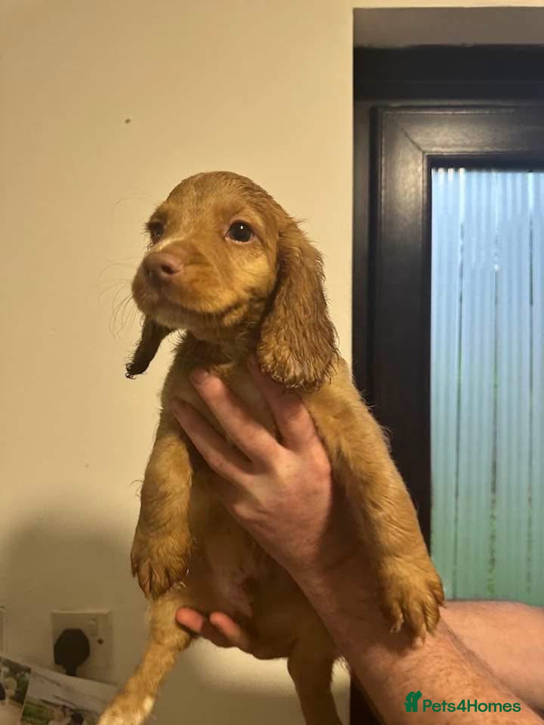 Cocker Spaniel dogs for sale: Working cocker spaniels  - Image 3