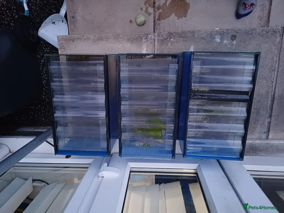 Bettas fish for sale: 3X custom made 31L Fish Tank - Advert 2