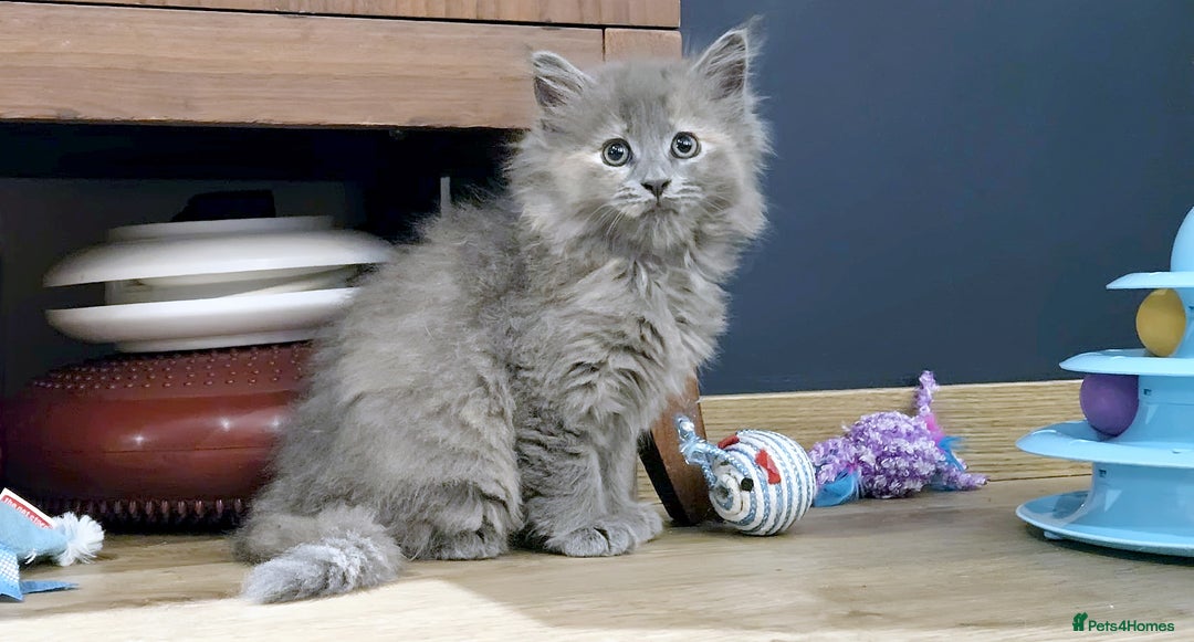 Mixed Breed cats for sale: 3 Adorable Kittens Looking for Their Forever Homes - Advert 3