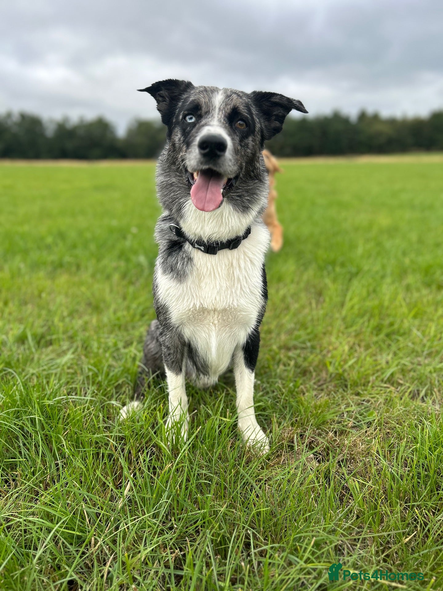 Border Collie dogs Blue Merle Stud  - Advert 1
