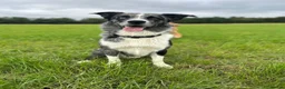 Border Collie dogs for stud: Blue Merle Stud  - Advert 1