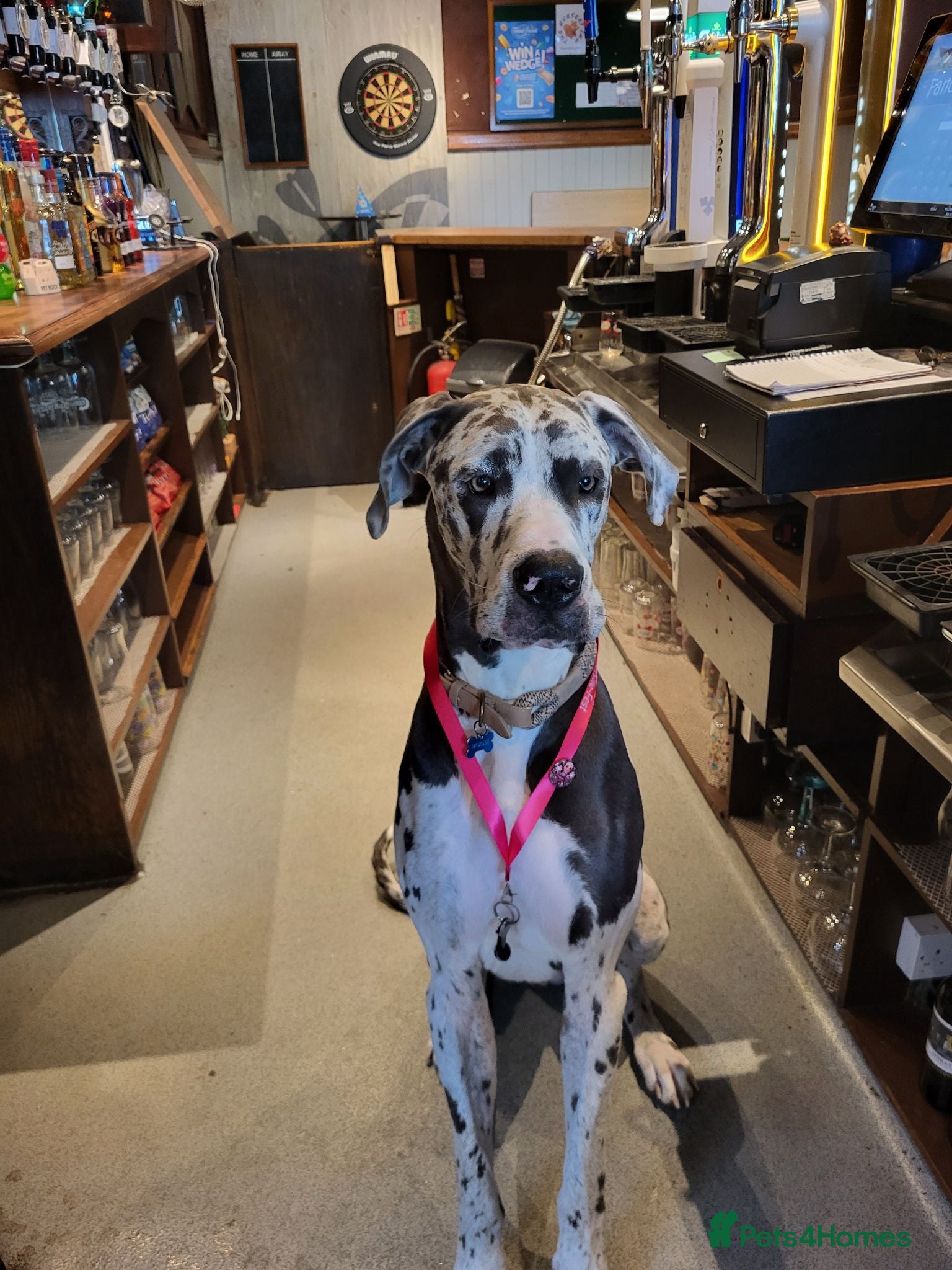 Great Dane dogs For stud - Advert 6