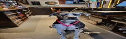 Great Dane dogs for stud: For stud - Advert 1