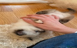 Ragdoll cats for sale: Beautiful Flame/ Cream Ragdoll kittens - Advert 8