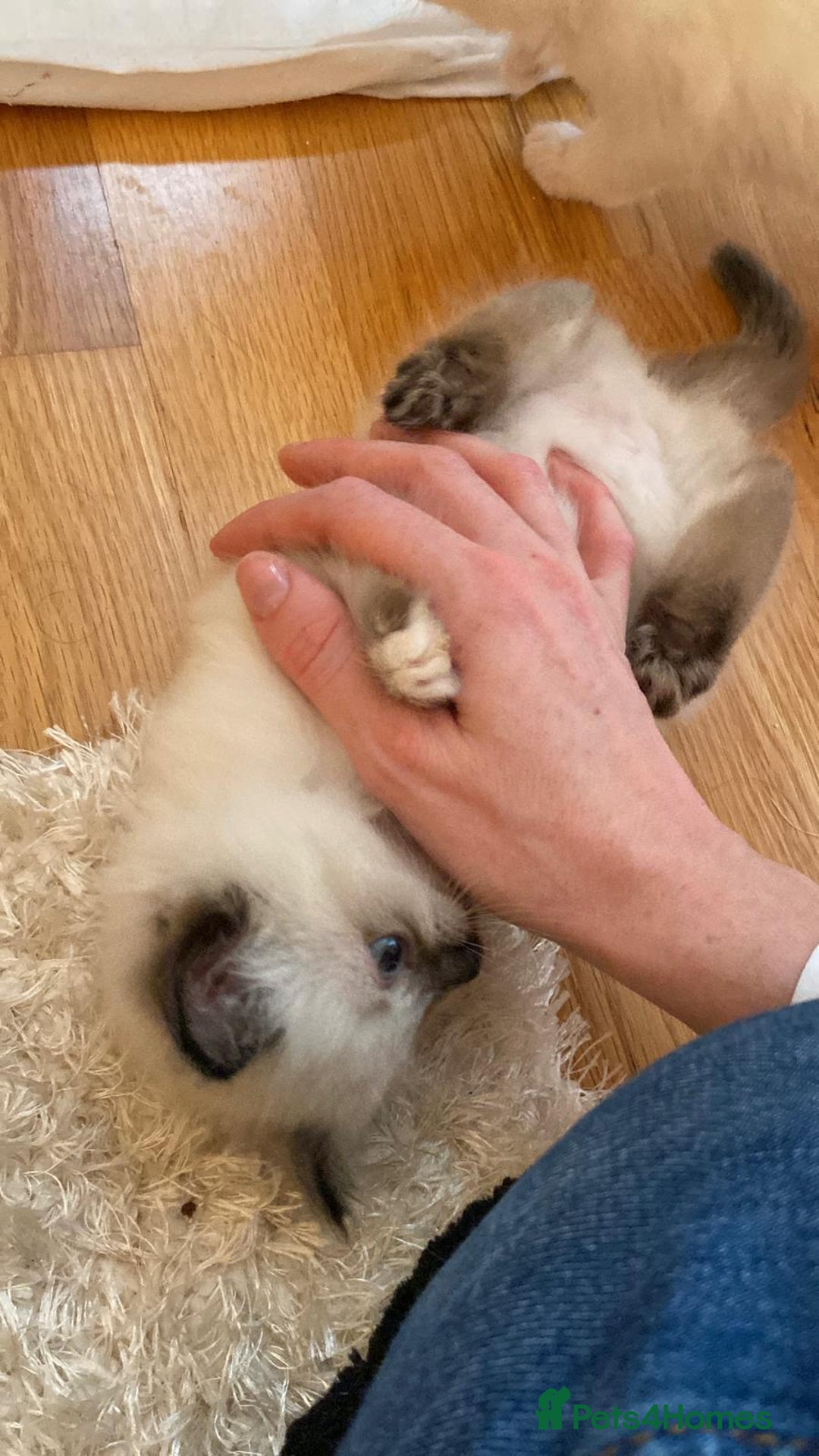 Ragdoll cats for sale: Beautiful Flame/ Cream Ragdoll kittens - Advert 8