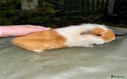 Guinea Pig rodents for sale: 5 month old bonded boy guinea pigs - Image 2