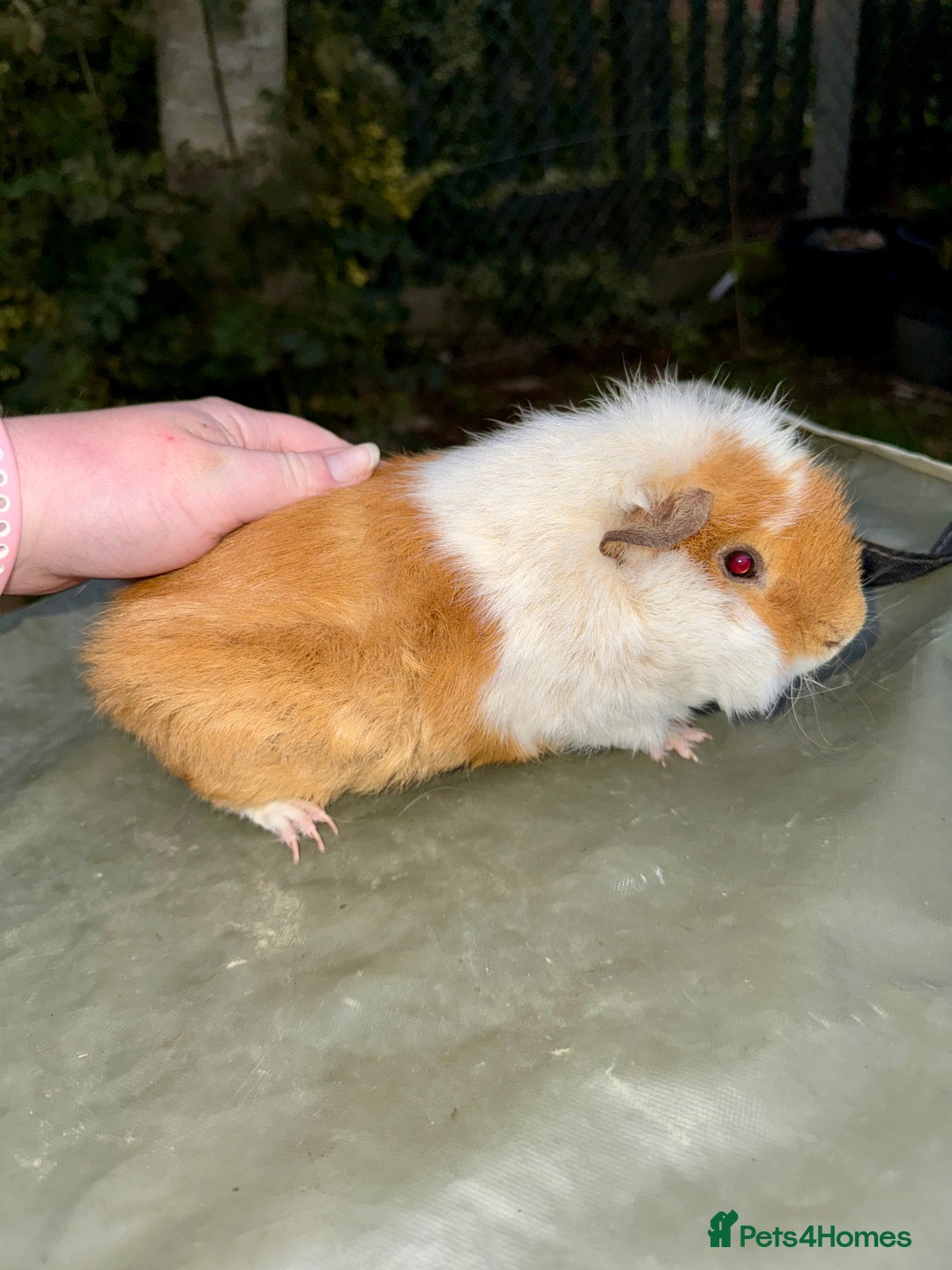 Guinea Pig rodents for sale: 5 month old bonded boy guinea pigs - Image 2