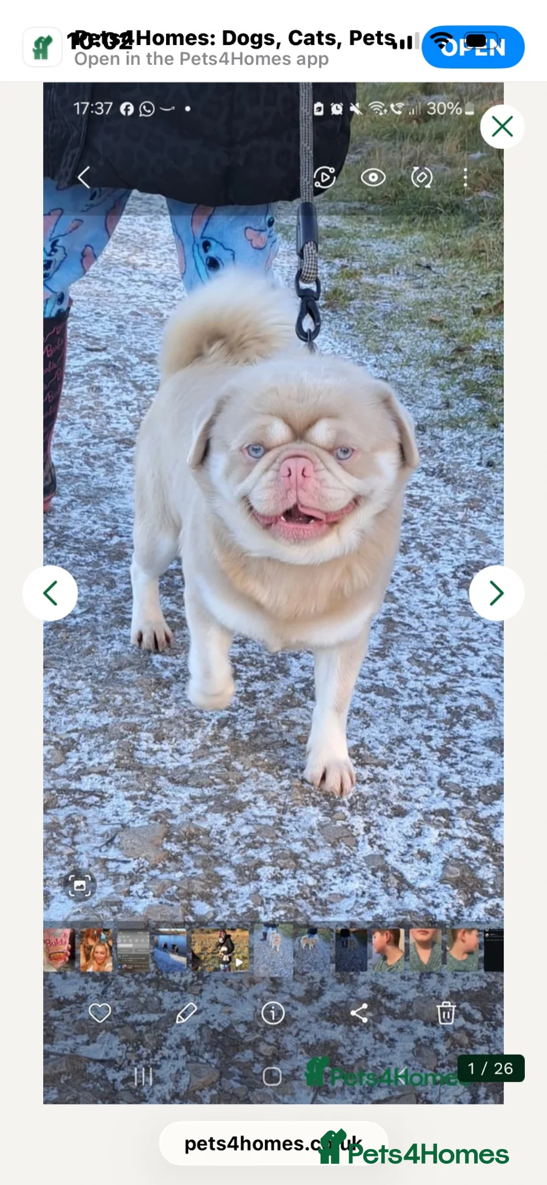 Pug dogs for sale: Panda 🐼 pug puppies carrying pink - Advert 17