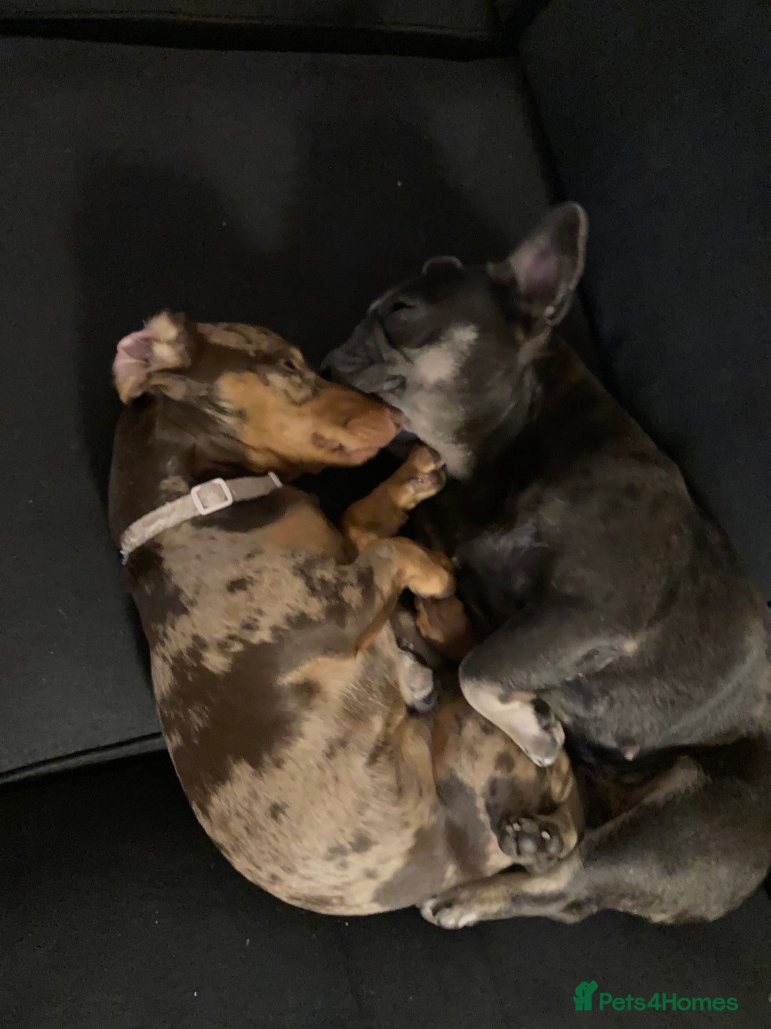 Miniature Dachshund dogs for sale: 7 month old female miniature daschund - Image 4