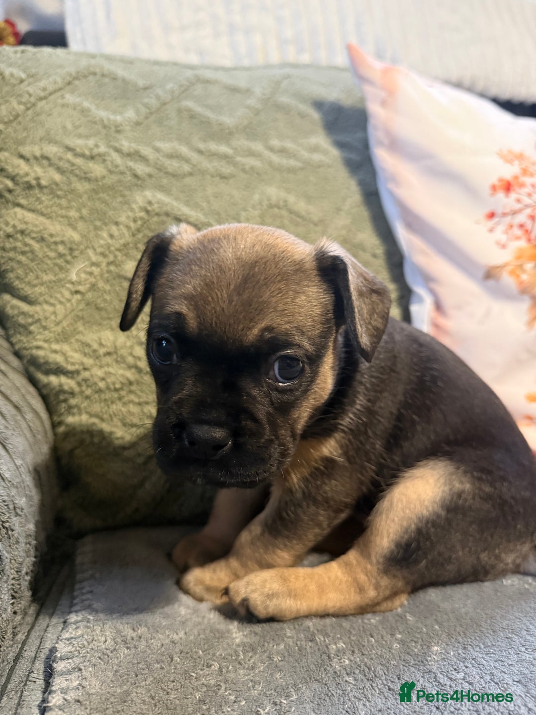 Mixed Breed dogs for sale: french bulldog x cairnterrier READY ON 7/10  - Image 10
