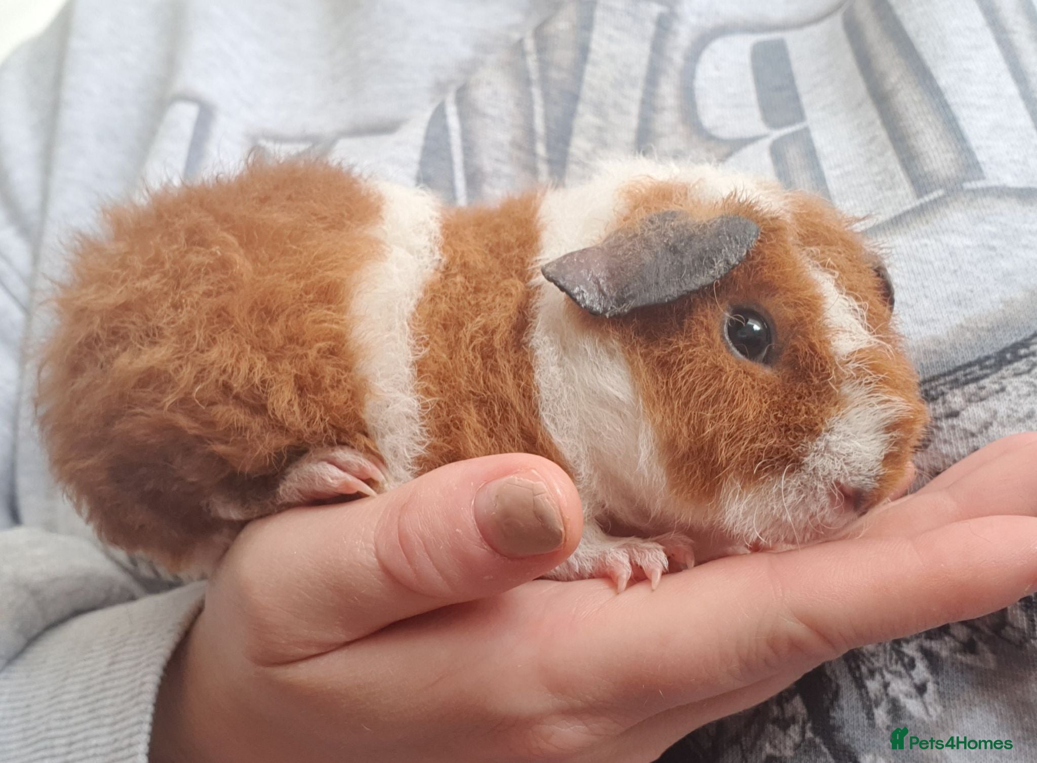 Guinea Pig rodents Beautiful guinea pigs - Advert 2