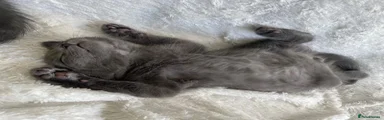 British Shorthair Kitten 2
