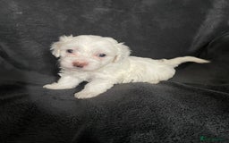 Maltipoo dogs for sale: Amazing Maltipoo puppies  - Image 9