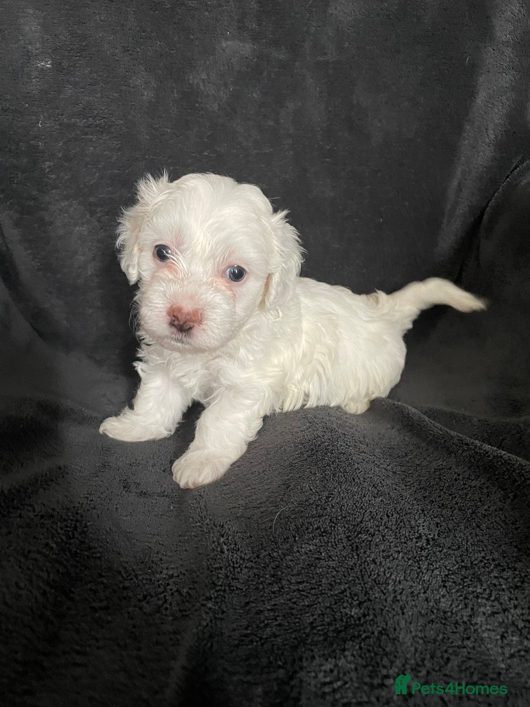 Maltipoo dogs for sale: Amazing Maltipoo puppies  - Image 9
